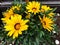 Yellow flowers Gazania Rigens