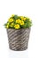 Yellow flowers - Goldmarie (Bidens ferulifolia)