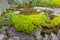 Yellow flowers Goldmoss Stonecrop on big stone in shape like heart