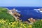 Yellow flowers on a grass covered cliff