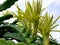 Yellow flowers and green branches of pitaya Hylocereus costaricensis. Costa Rica cactus.