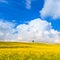 Yellow flowers green field, lonely cypress tree and blue cloudy sky