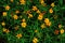 Yellow flowers with green leaves,grunge color filtered