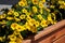 Yellow flowers among green leaves on wooden flowerbed