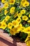 Yellow flowers among green leaves on wooden flowerbed