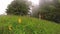 Yellow flowers on green meadow in foggy mountains