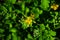 Yellow flowers and green stem and leaves of celandine medicinal