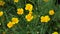 Yellow flowers among green stems. Background.