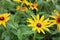 yellow flowers on a green summer background in a flowerbed