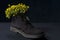 Yellow flowers grow from brown boots. On a dark background. Spring shoe sale concept