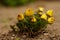 Yellow flowers grow in the garden. Adonis vernalis flower bush