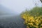 Yellow flowers grow by a road. Fog over small country asphalt road. Selective focus, dangerous driving conditions concept