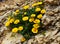 Yellow flowers grow in rocks, Spain