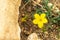 Yellow flowers grow on stone soil. Flowering close-up