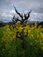 Yellow flowers growing around grape vines in early spring