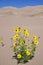 Yellow Flowers Growing In Dunes