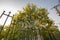 Yellow flowers growing on green steel fence. blue clear sky day