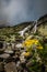 Yellow flowers growing from the ground in front of a waterfall