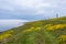 Yellow flowers growing on near the cliff edge