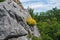 Yellow flowers growing on the rock