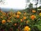 Yellow flowers that have charm in the wild