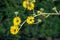 Yellow flowers heads of Silphium laciniatum or compass plant growing in garden