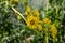 Yellow flowers heads of Silphium laciniatum or compass plant growing in garden