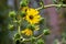 Yellow flowers heads of Silphium laciniatum or compass plant growing in garden