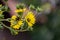 Yellow flowers heads of Silphium laciniatum or compass plant growing in garden