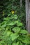 Yellow flowers of a heartleaf oxeye