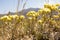 Yellow flowers of helichrysum arenarium or dwarf everlast