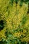 Yellow Flowers of herb barbara, bittercress, or Barbarea vulgaris in garden