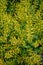 Yellow Flowers of herb barbara, bittercress, or Barbarea vulgaris in garden