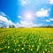 Yellow flowers hill under blue cloudy sky