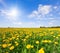 Yellow flowers hill under blue cloudy sky