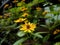 Yellow flowers in the home garden.