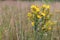 Yellow flowers of Hypericum perforatum (perforate St John`s-wort) in a field in the morning, close up, copy space