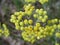 Yellow flowers immortelle close-up against the background of the earth view from above. Medicinal plants of Europe in July