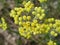 Yellow flowers immortelle close-up against the background of the earth view from above. Medicinal plants of Europe in July