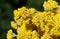 Yellow flowers of Immortelle or Everlasting Mediterranean herb close up