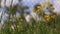 Yellow flowers with insects