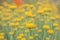 Yellow flowers intentionally out of focus. Copy space
