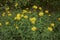 Yellow flowers of Inula salicina plant