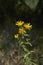 Yellow flowers of Inula salicina plant