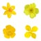 Yellow flowers isolated on a white background. Set.