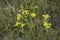 Yellow flowers of Jacobaea erucifolia plant