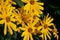 Yellow flowers of Jerusalem artichoke Helianthus tuberosus also called topinambour , sunroot, sunchoke and earth apple