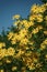 Yellow flowers of Jerusalem artichoke Helianthus tuberosus also called topinambour , sunroot, sunchoke and earth apple