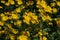 Yellow flowers of Jerusalem artichoke Helianthus tuberosus also called topinambour , sunroot, sunchoke and earth apple