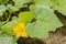 Yellow Flowers Of The Kalabasa Pumpkin Vine